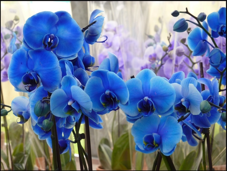 Blue Orchid